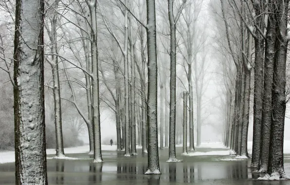 Winter, trees, Park