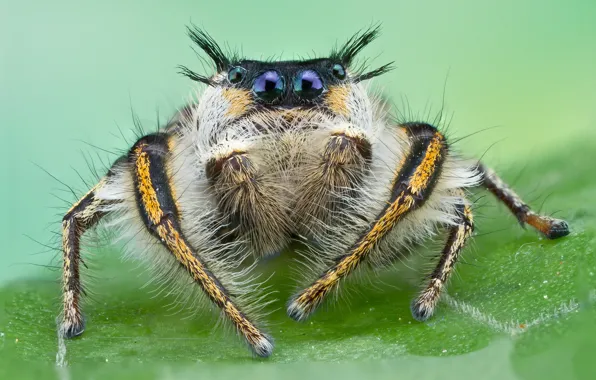 Picture spider, eyed, jumper, volohaty, jumper