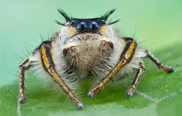 Spider, eyed, jumper, volohaty, jumper