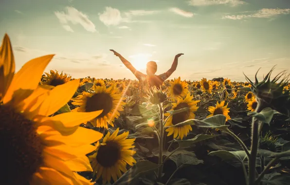 Summer, light, sunflowers, flowers, pose, mood, bird, eagle