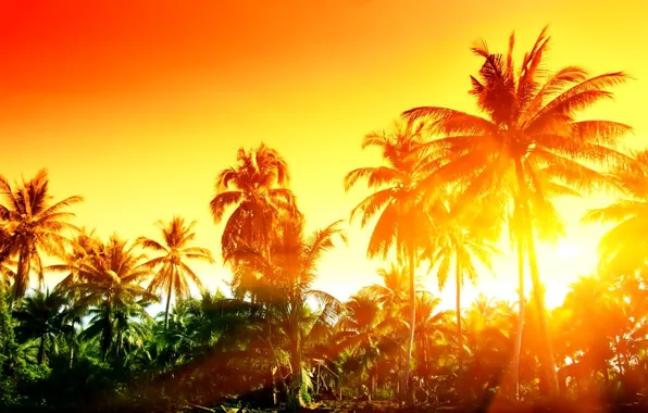 Landscape, palm trees, Rays of the sun