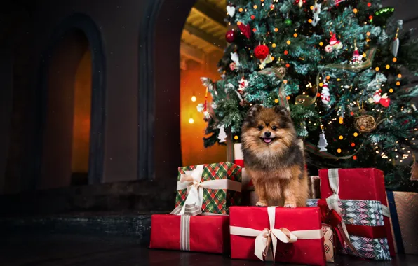 Tree, dog, Christmas, gifts, New year