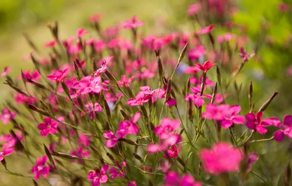 Picture green, focus, Pink