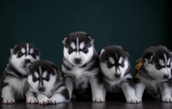Puppies, husky, quintet