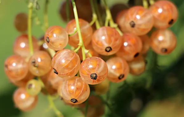 White, Berry, Currants, Bunch