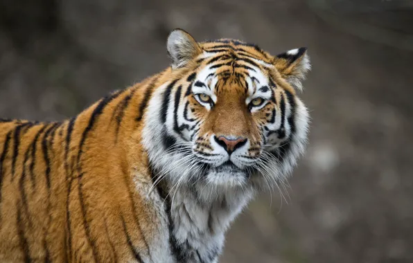 Picture cat, look, face, tiger, Amur