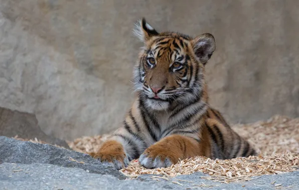 Tiger, baby, lies, tiger, tiger
