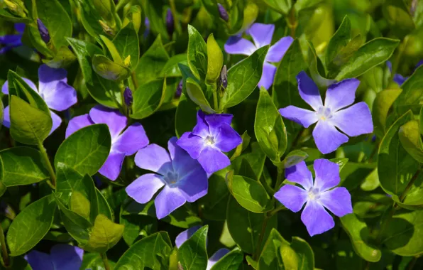 Greens, leaves, flowers, lilac, periwinkle