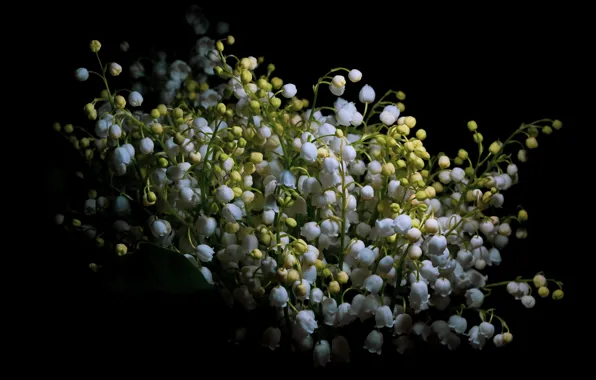Flowers, bouquet, spring, white, black background, lilies of the valley