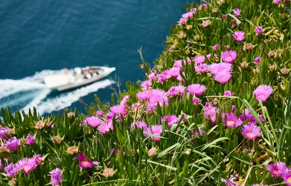 Sea, greens, summer, flowers, nature, mood, hills, shore