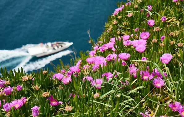 Sea, greens, summer, flowers, nature, mood, shore, boat