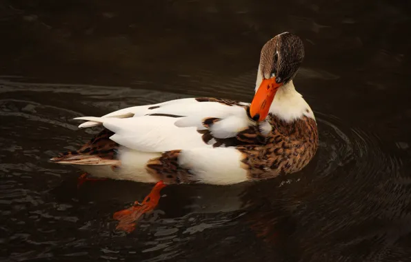 Picture water, pose, the dark background, bird, duck, pond, swimming, motley