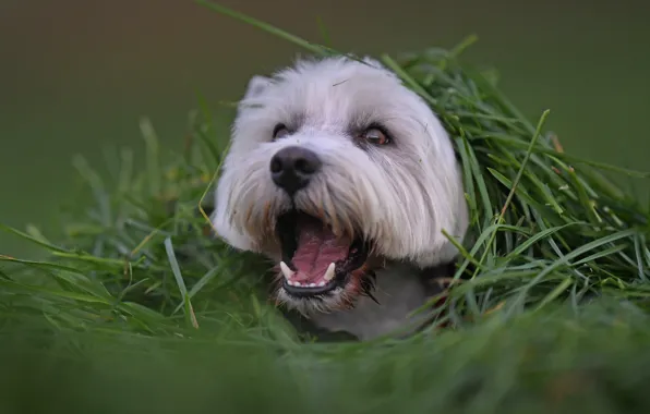 Grass, shelter, face, doggie, The West highland white Terrier