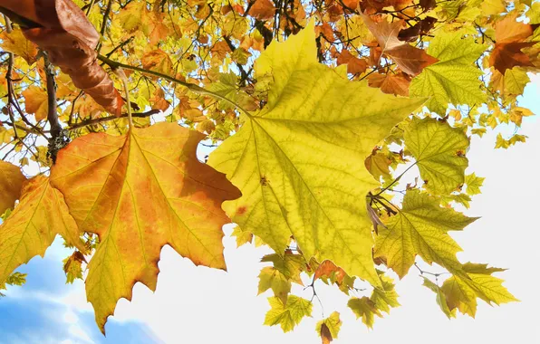 Autumn, the sky, leaves, tree, maple