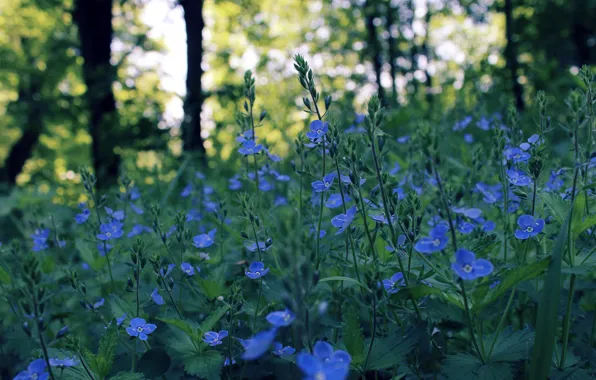 Field, flowers, glare, spring, the evening, blue, bokeh