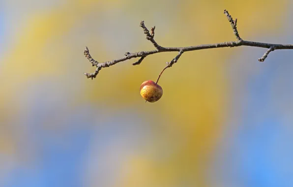 Picture branches, background, apples