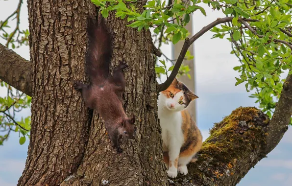 Picture cat, tree, meeting, protein, on the tree