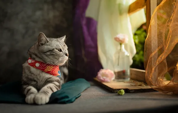 Cat, cat, look, flowers, pose, table, window, fabric