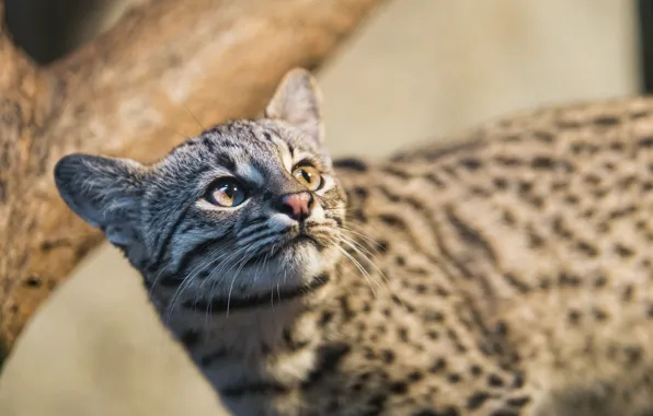 Look, face, ©Tambako The Jaguar, cat Geoffroy