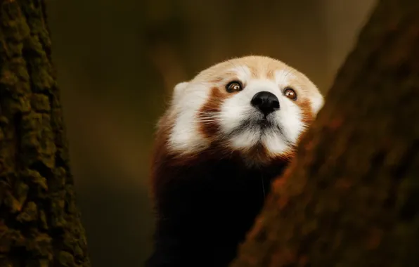 Look, face, tree, portrait, red Panda, red Panda