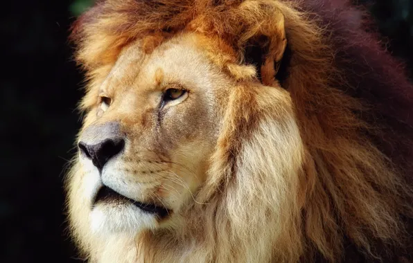 Leo, mane, the king of beasts