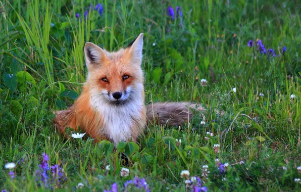 Picture flowers, nature, Fox