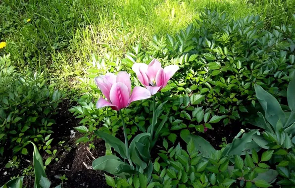 Picture greens, grass, leaves, spring, may, sunlight, two Tulip, city garden