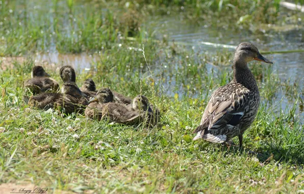 Nature, duck, ducklings, rest