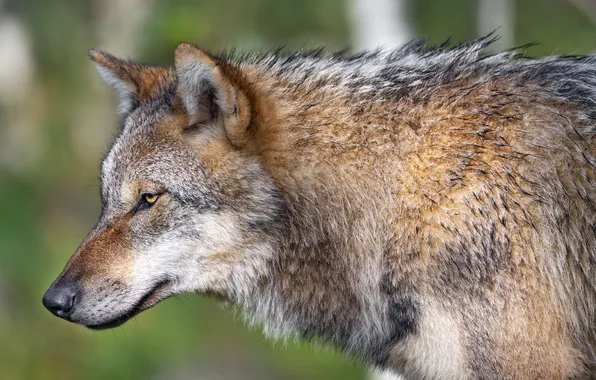 Picture nature, face, animal, wolf, wildlife, head, fur, mammal