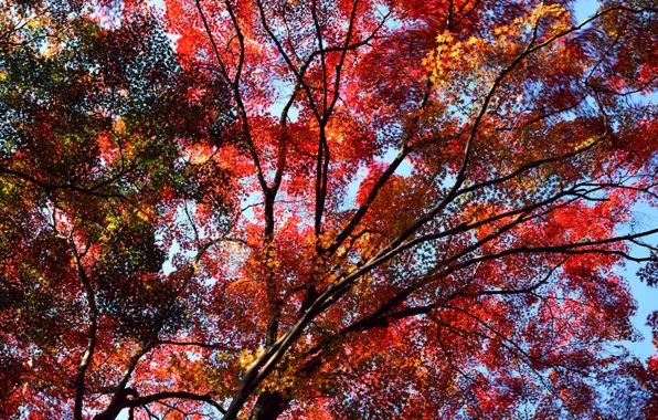 Picture autumn, the sky, leaves, trees, the crimson