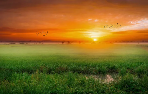 Greens, field, summer, grass, the sun, clouds, drops, light