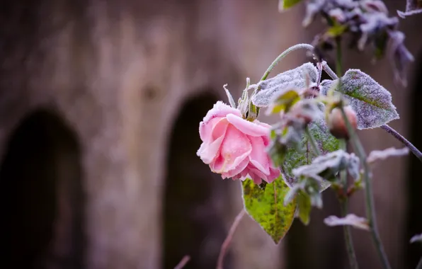 Frost, nature, rose