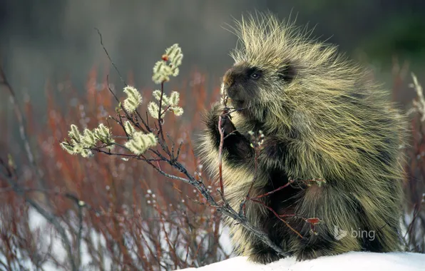 Picture winter, snow, plant, wool, North American porcupine