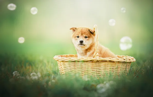 Wallpapers For Theme Shiba Inu