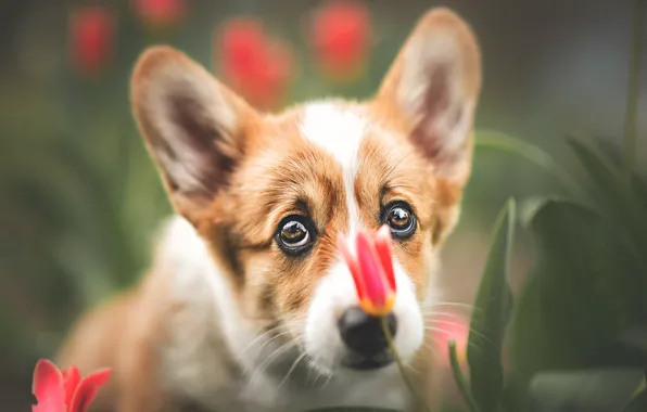 Tulip, dog, Corgi