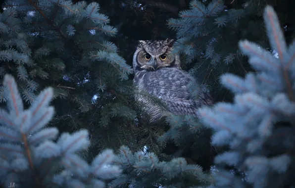 Look, branches, owl, bird, owl