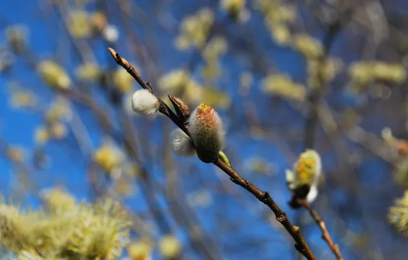 Macro, branches, nature, blue, branch, spring, flowering, kidney