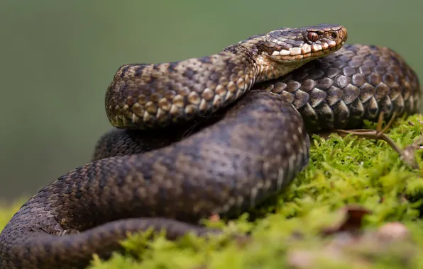 Picture grass, look, background, snake, curled