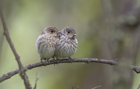 Two, bokeh, Andrey Kiselev, birds on a branch, It's warmer together