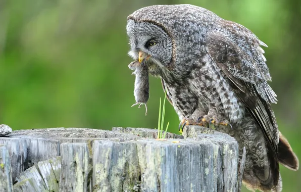 Owl, stump, mouse, mining, Great grey owl