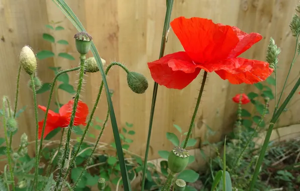Flowers, the fence, Mac, petals, yard