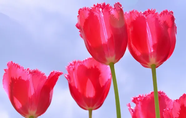 Picture the sky, petals, stem, tulips