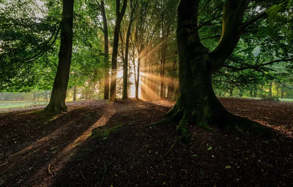 Nature, Trees, Forest, Leaves, Branches, Shadow, The Rays Of The Sun, The Trunk Of The …