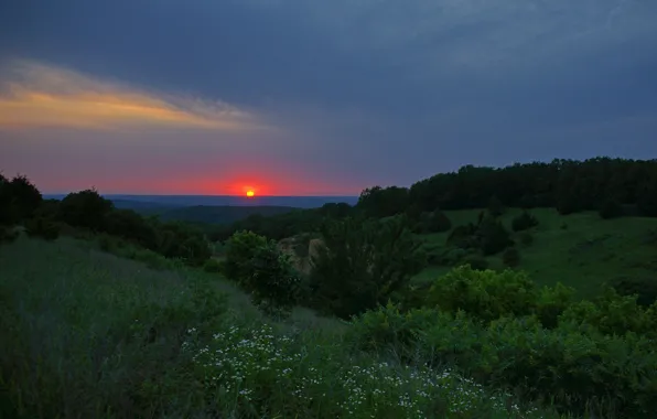 Grass, the sun, trees, sunset, flowers