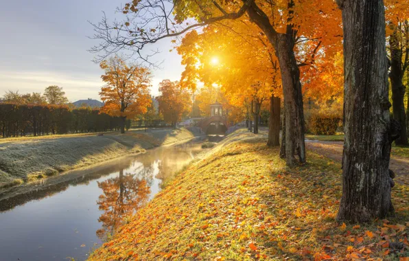 Picture the sun, trees, Park, photo, foliage, Ed Gordeev