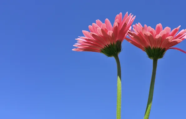 Picture background, Duo, gerbera