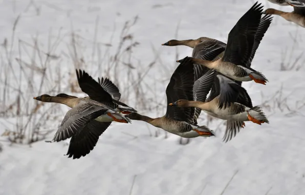 Winter, field, snow, flight, birds, pack, the snow, geese