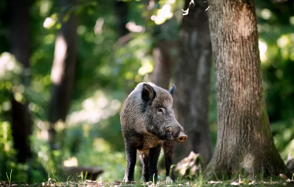 Forest, face, trees, Park, walk, boar, bokeh