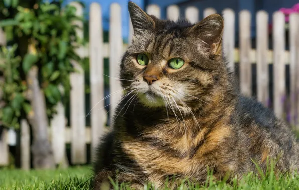 Grass, cat, look, face, light, grey, the fence, portrait