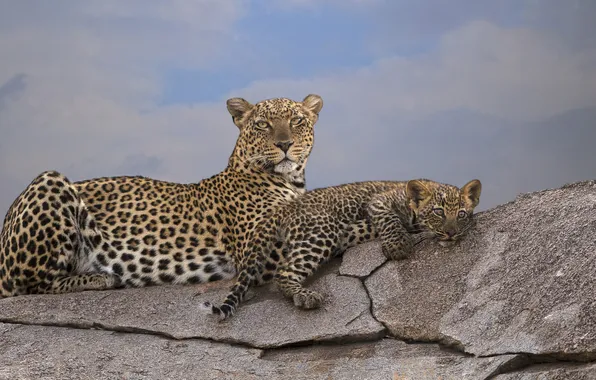 Look, face, stones, leopard, cub, leopards, lie, mother